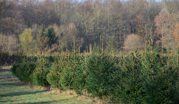 Christmas Tree Farm January to August