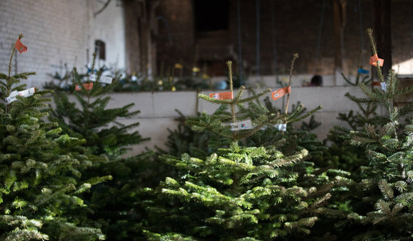 Pre-Cut Trees & Pot Grown Trees