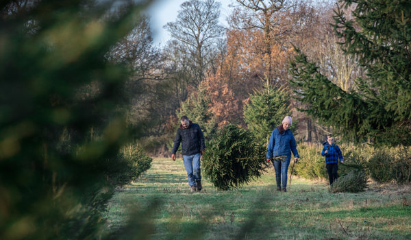 Christmas Tree Farm August to December