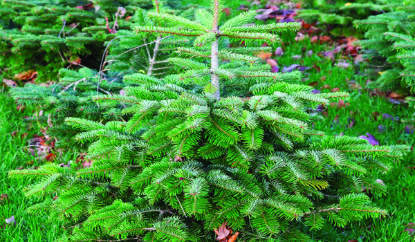 Nordmann Fir