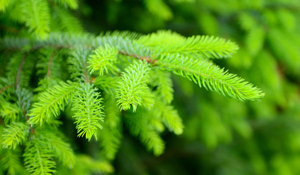 Norway Spruce